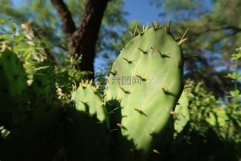 仙人掌风水|仙人掌（探索仙人掌的五行属性及其应用于风水布局）。